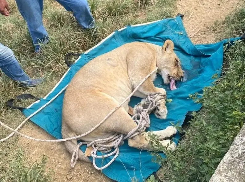 Lo que se sabe del escape de dos leones en Puerto Plata