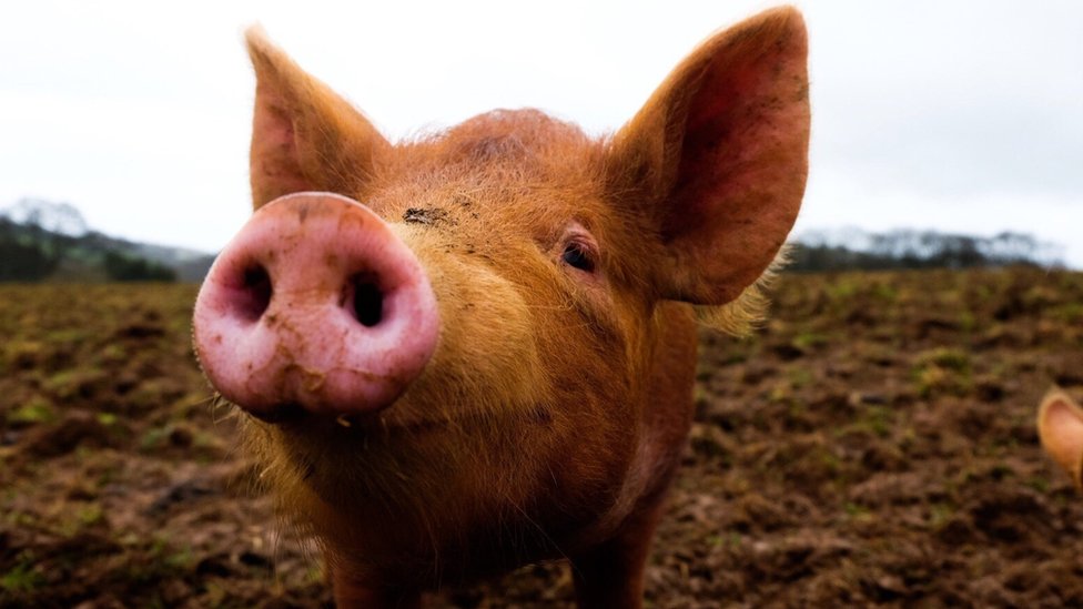 Científicos logran revivir parcialmente órganos de cerdos con sangre sintética después de la muerte de los animales
