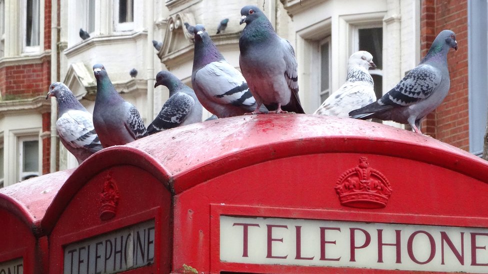 Las sorprendentes habilidades de las palomas (y por qué las defiendo con pasión)