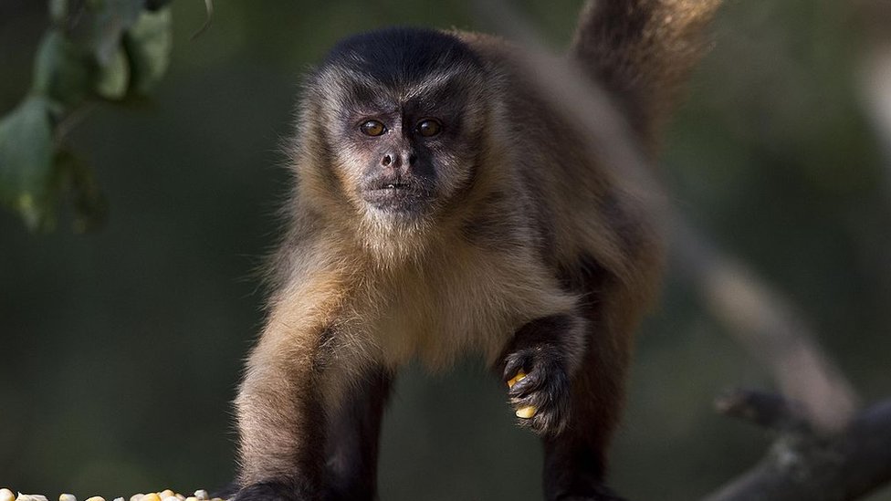 No debemos matar a los animales por la viruela del mono: el llamado de la OMS para evitar los ataques contra estos primates