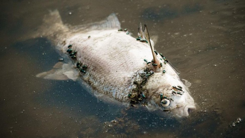 La extraña aparición de miles de peces muertos en Alemania y Polonia