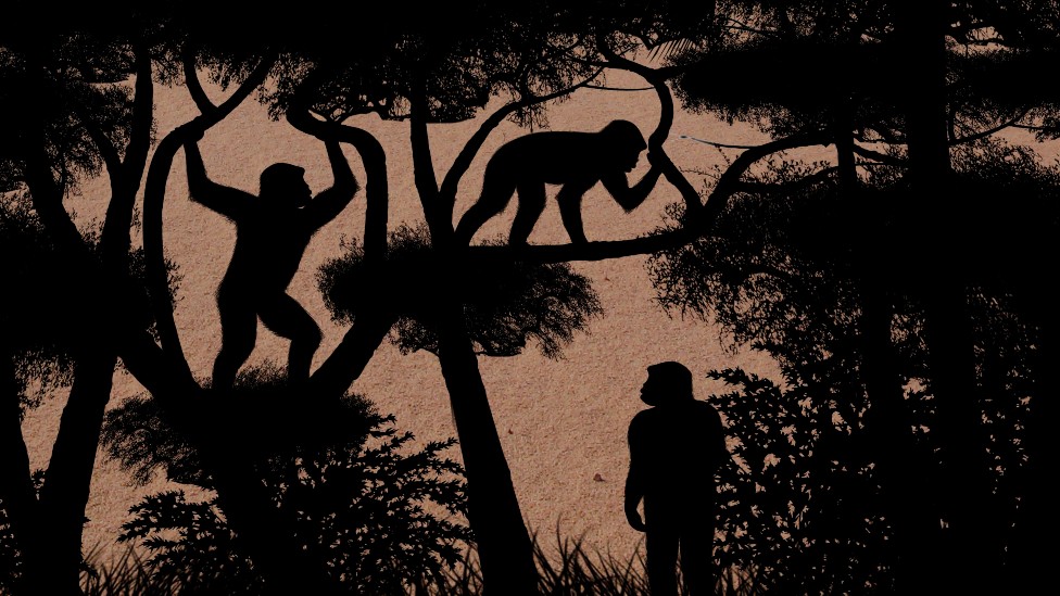 Nuestro antepasado más antiguo caminaba erguido hace 7 millones de años, según un nuevo estudio