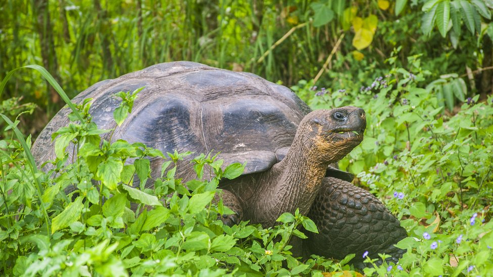 Ecuador investiga la muerte violenta de varias tortugas gigantes en Galápagos