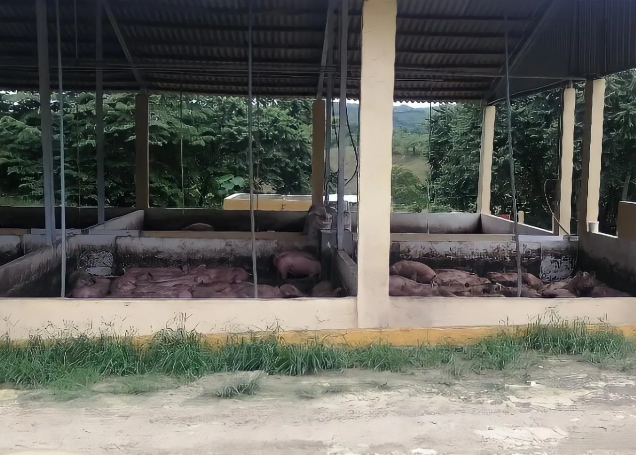 Medio Ambiente multa a granja porcina por contaminación del río Jamao