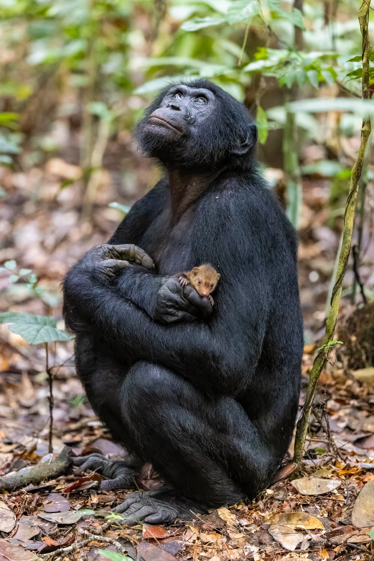 La intrigante imagen de un chimpancé con una cría de mangosta en brazos que opta a un premio de fotos de vida silvestre