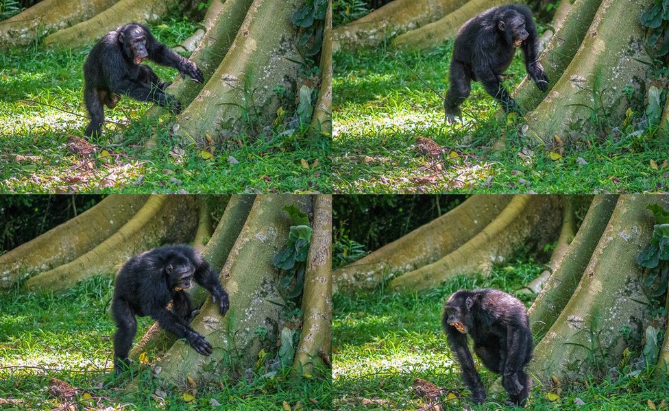 Los peculiares golpes que hacen los chimpancés salvajes en las raíces de los árboles para comunicarse