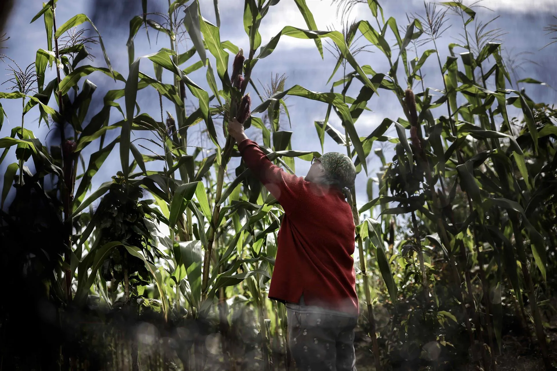 América expondrá en la COP27 su vulnerabilidad climática y aporte alimentario