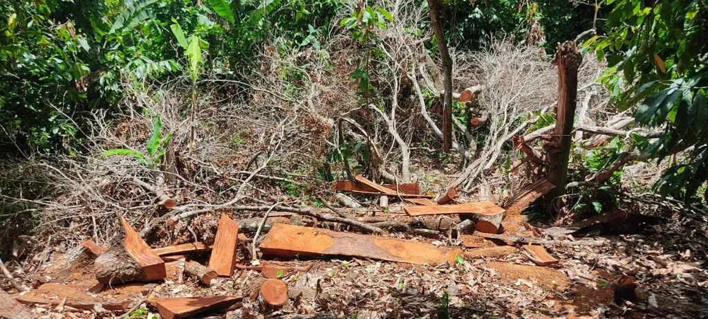 Nuevas medidas para el uso sostenible de recursos forestales