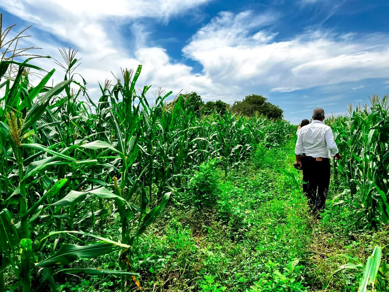 Agricultura empuja siembra yuca y maíz en proyecto La Cruz de Manzanillo 
