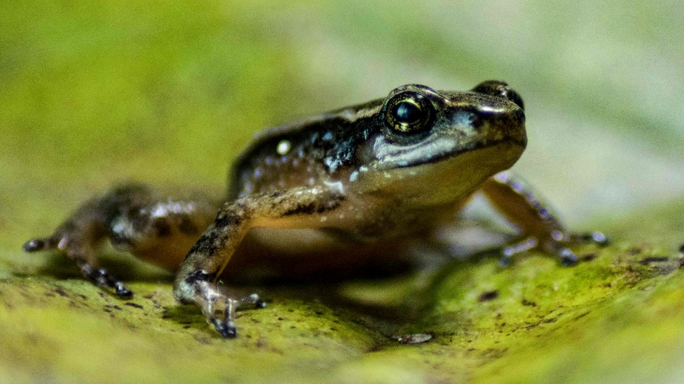Los datos que muestran la alarmante reducción de animales en el mundo (y algunas razones sobre por qué América Latina es la región más afectada)