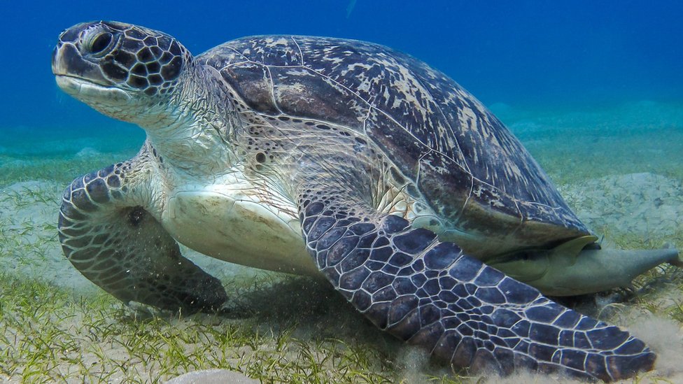 La investigación que reveló la forma de comunicación “secreta” de 50 animales marinos que se creía eran silenciosos