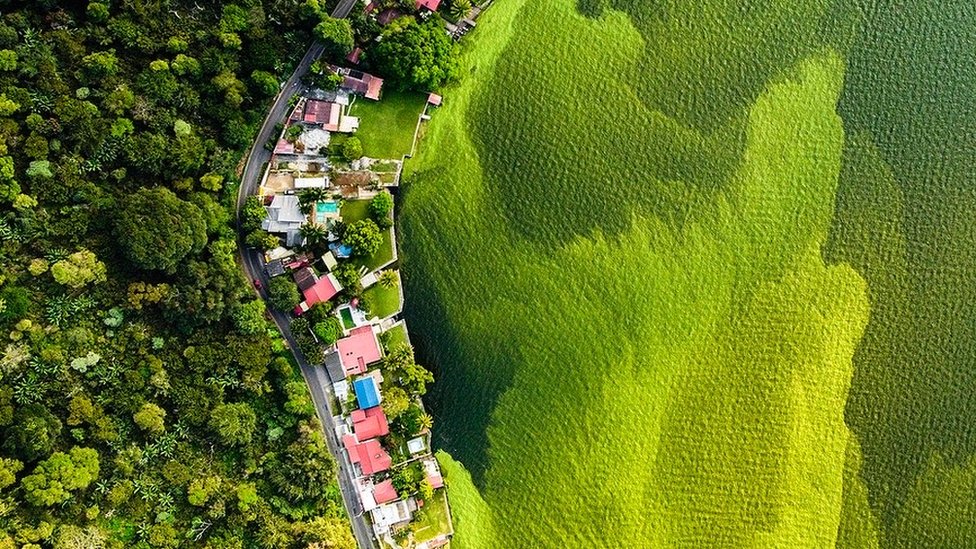 Amatitlán: la historia de la foto del lago verde de Guatemala que ganó el equivalente al Oscar de vida silvestre