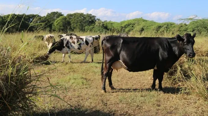 Firman acuerdo para uso racional del agua en producción pecuaria