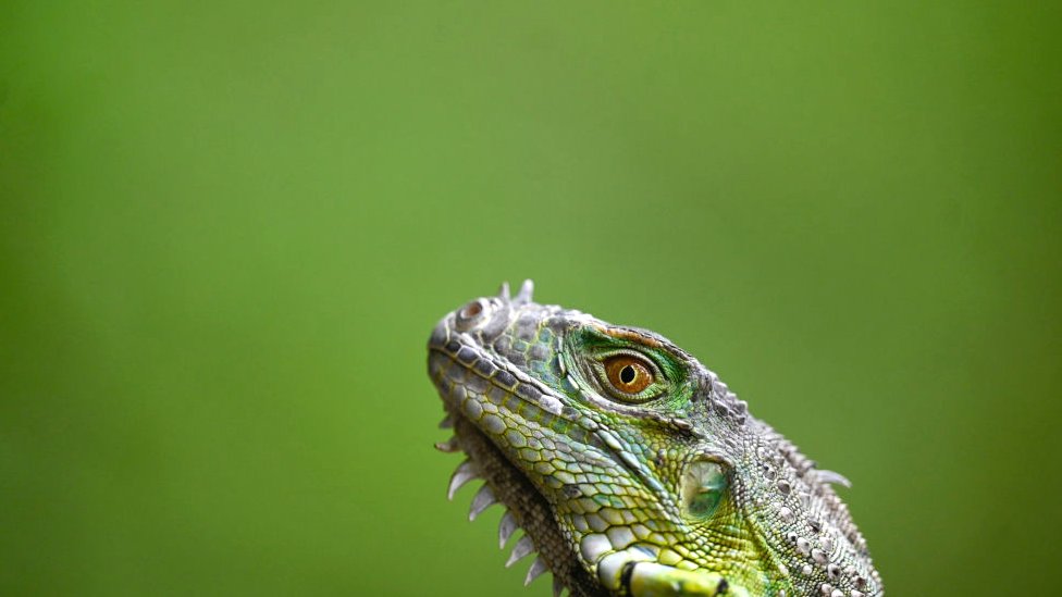 El fenómeno que explica por qué las iguanas caen de los árboles cuando hace frío en el sur de Florida