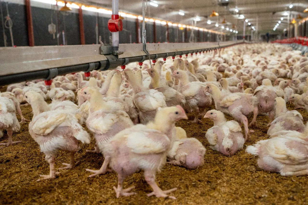 Venderán 1.5 millones de pollos locales a RD$ 150 la unidad