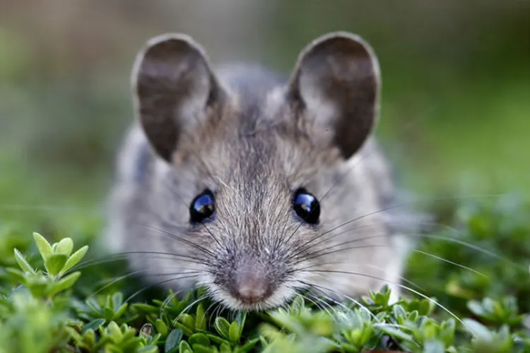 Científicos descubren mecanismo cerebral que permite a ratones escapar rápidamente a un refugio