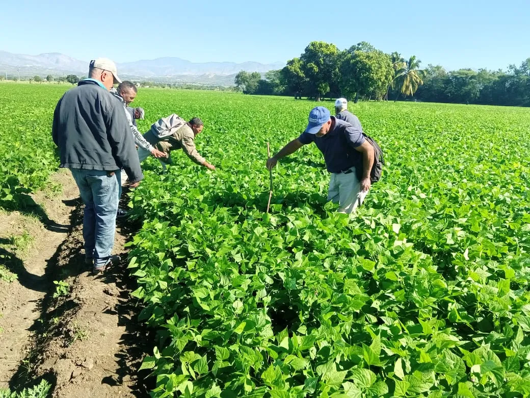 Agricultura supervisa siembra de habichuela en la provincia San Juan