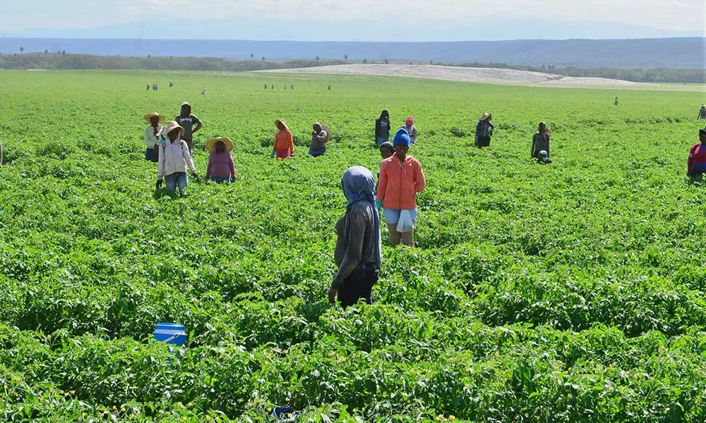 Instituto Nacional de Migración realiza levantamiento de información en el sector agrícola