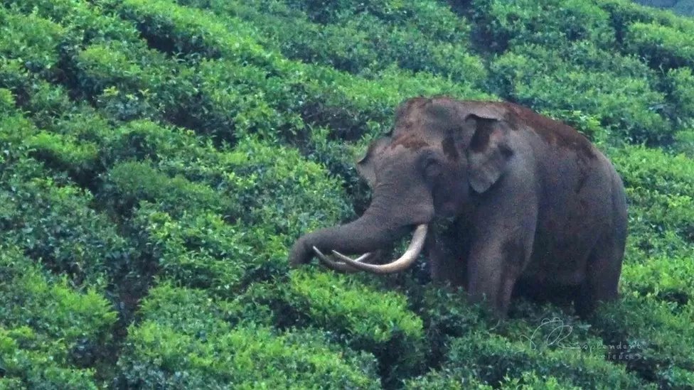 El amistoso elefante cuya fama es una maldición