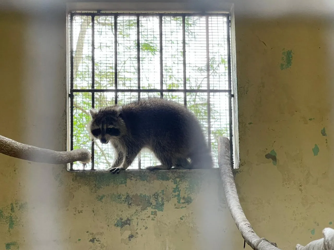 Capturan el mapache que merodeaba alrededores del Jardín Botánico