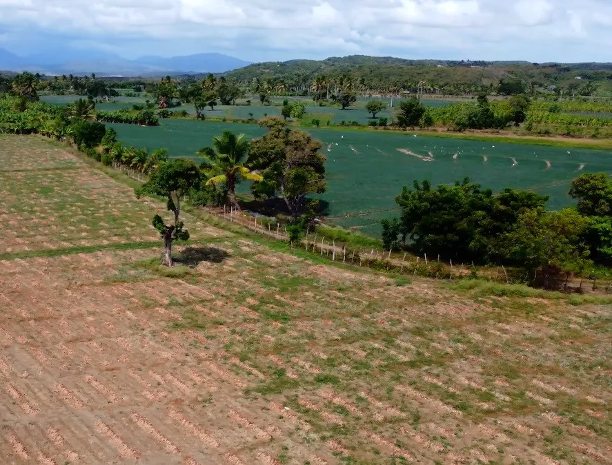 Más de 70,000 quintales de cebolla podrían perderse en Palenque
