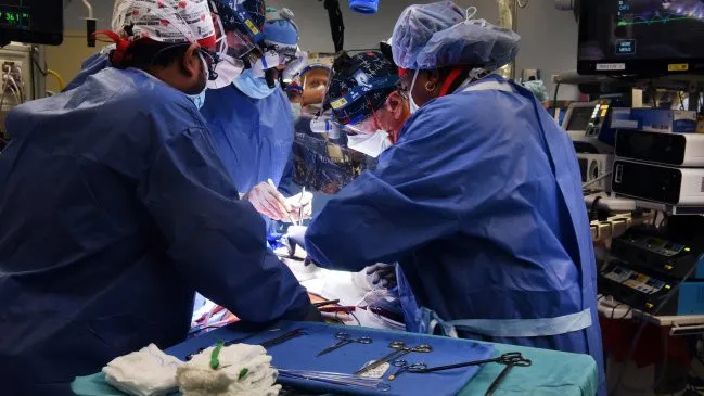 Argentina avanza en trasplantes de órganos de cerdos a humanos