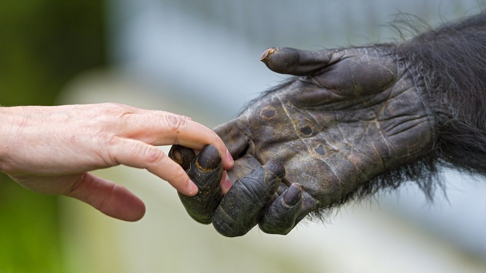 Por qué los humanos, a diferencia de otros primates, no tenemos el cuerpo completamete cubierto de pelo