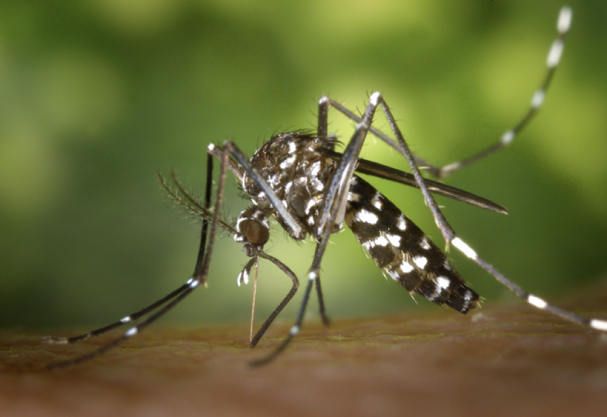 Consejo de Unidad Evangélica apoya denuncias del Colegio Médico ante aumento de casos del dengue