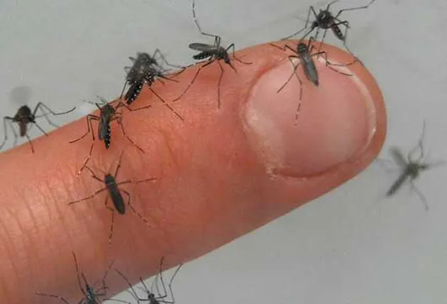 Ministerio de Salud emite alerta epidemiológica por chikungunya