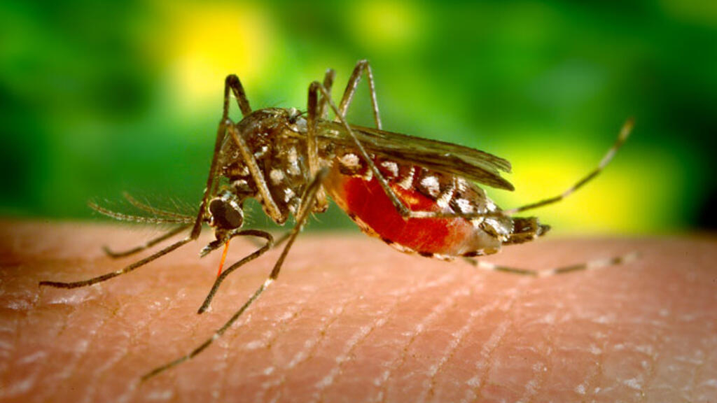 Salud Pública notifica dos muertes por dengue y 823 casos sospechosos