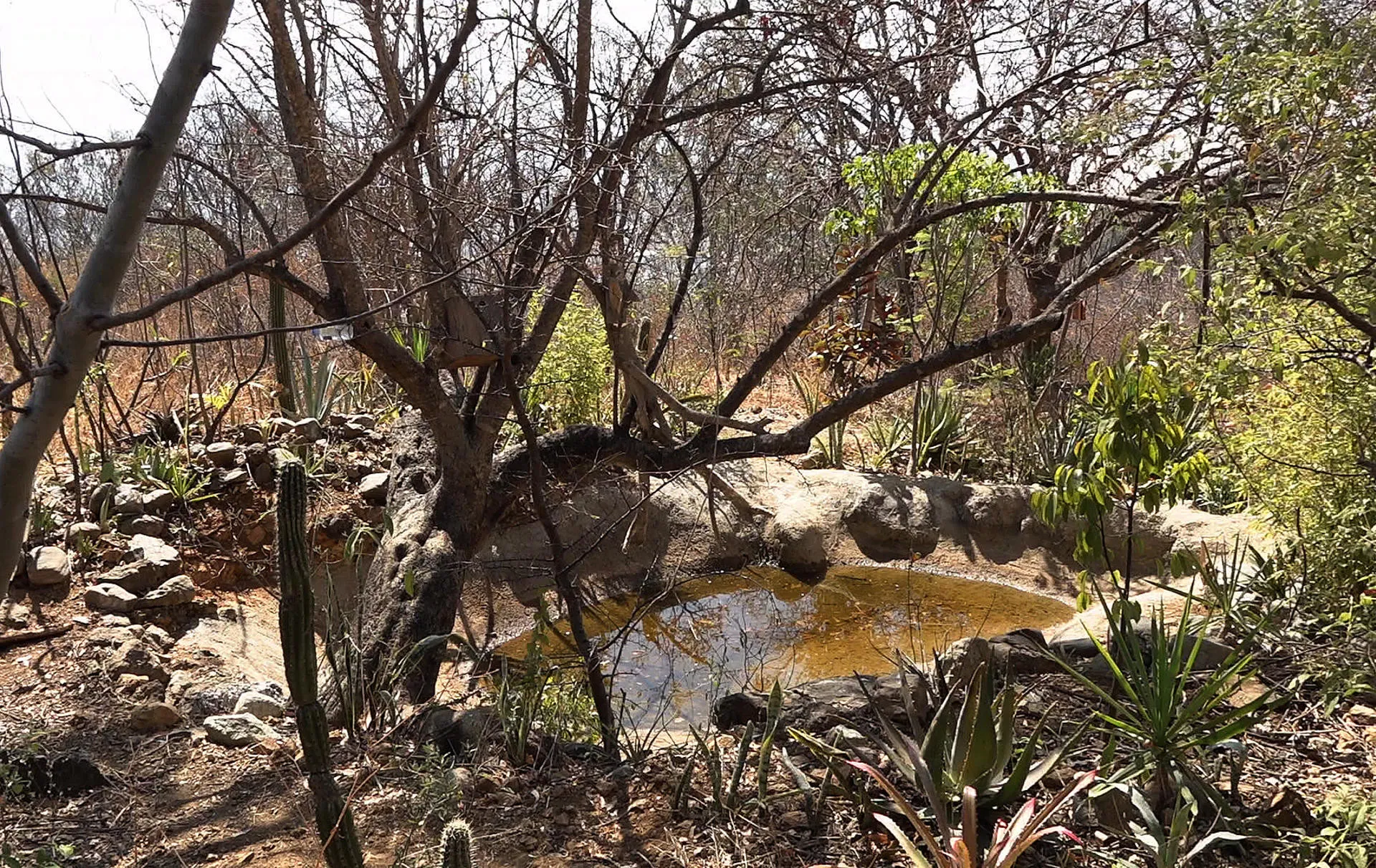 Ambientalistas protegen un oasis en el sur de México en medio de la sequía