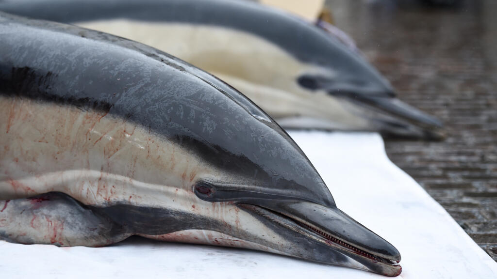 Con 500 delfines muertos en 10 días, la pesca francesa está en la mira