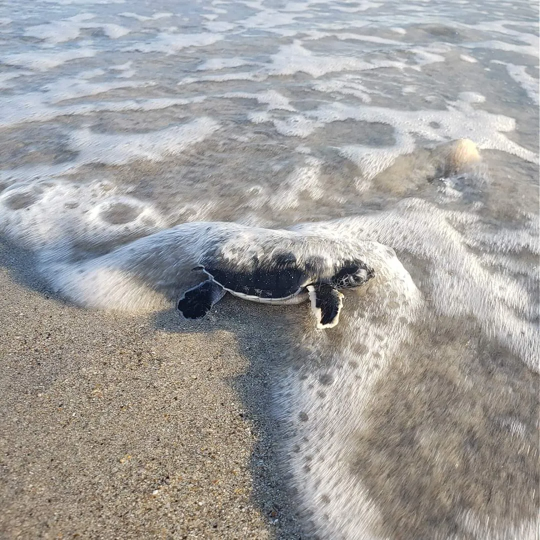 Medio Ambiente lanza en Miches temporada de tortugas tinglar