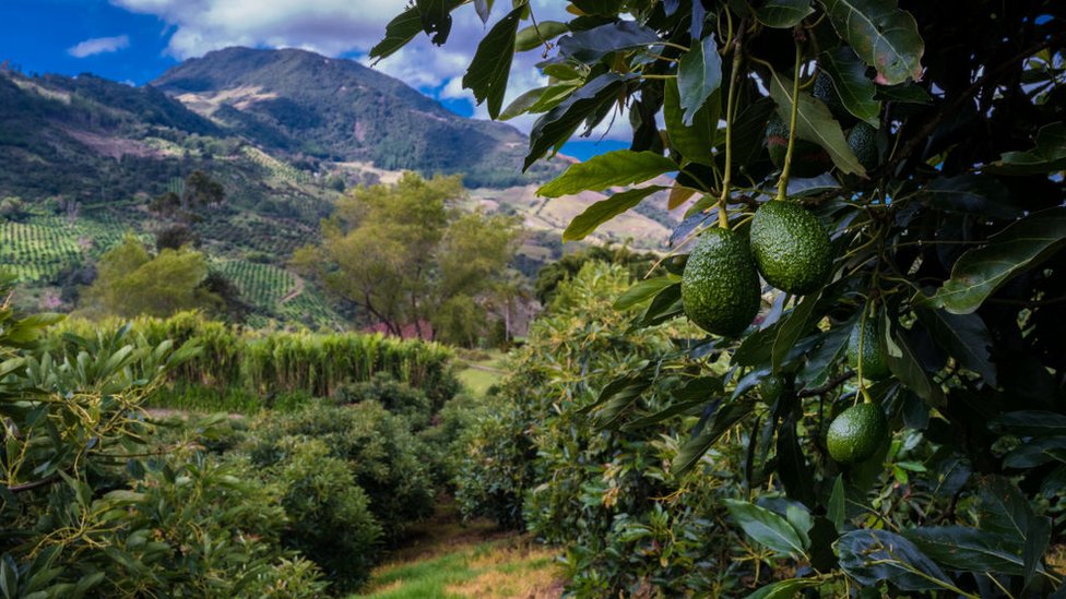 La historia de cómo el cartero Rudolph Hass transformó por casualidad el aguacate en el mundo