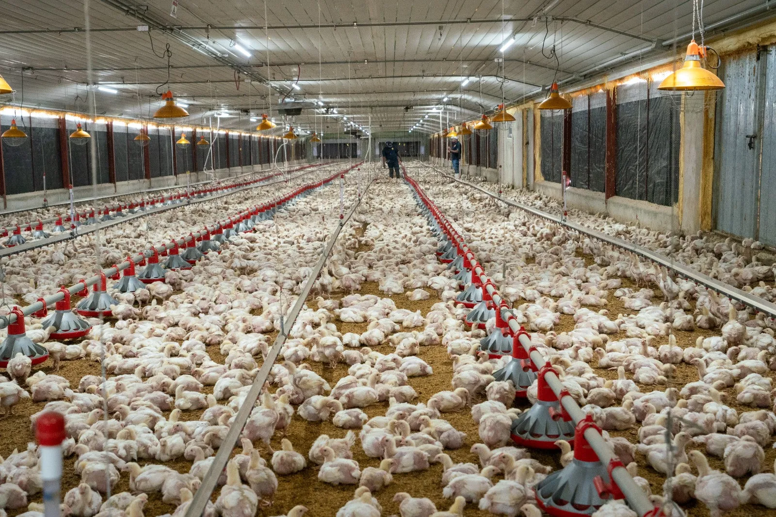 Producción de pollos aumentó 4.5 millones durante primer cuatrimestre del año