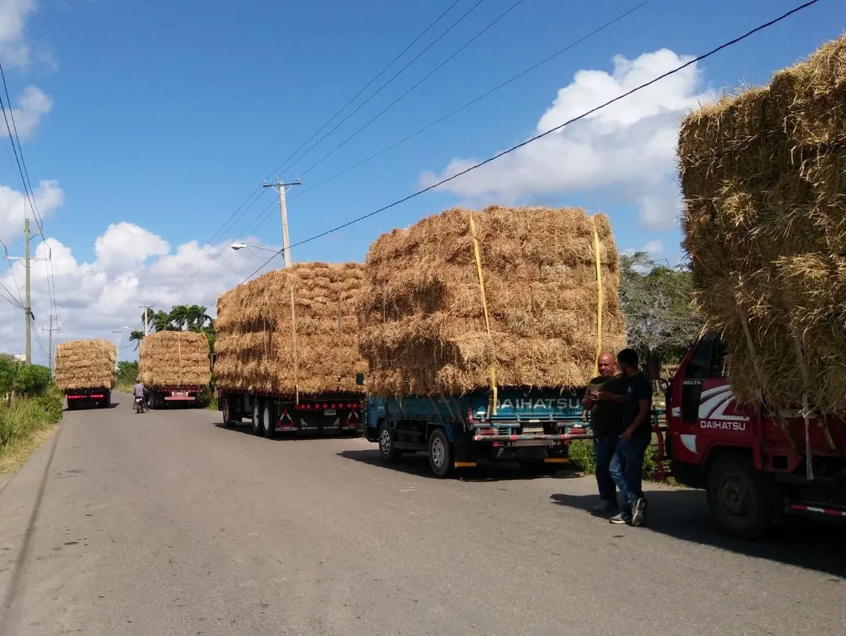 Gobierno entrega 30 mil pacas a ganaderos de Puerto Plata para mitigar la sequía
