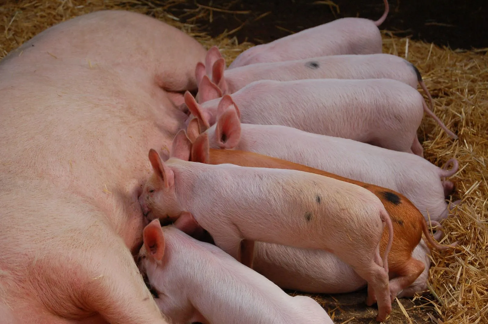 Gobierno dispone medidas sanitarias para evitar brotes de la fiebre porcina africana
