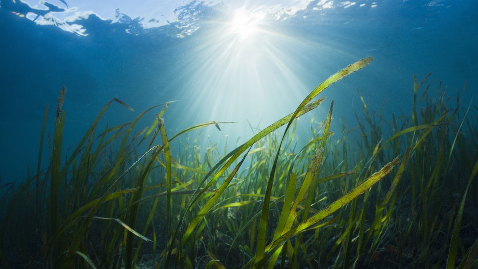 Qué efectos tiene en el planeta el calentamiento de los océanos (más allá de la muerte de la flora y fauna marinas)