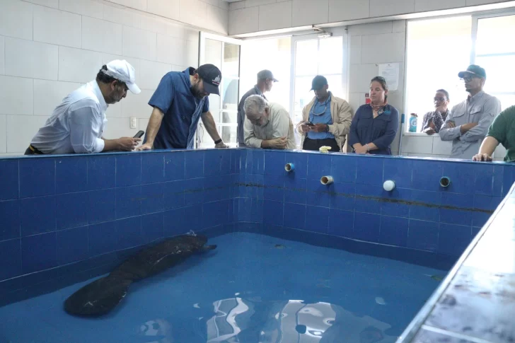 Ministro Medio Ambiente confía en que cría de manatí se pueda recuperar en el Acuario