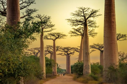 La-vereda-del-Baobab