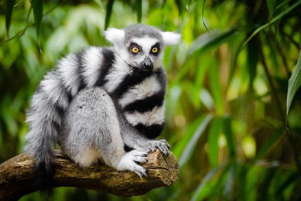 Lemur-de-cola-anillada-en-peligro-critico-de-extincion