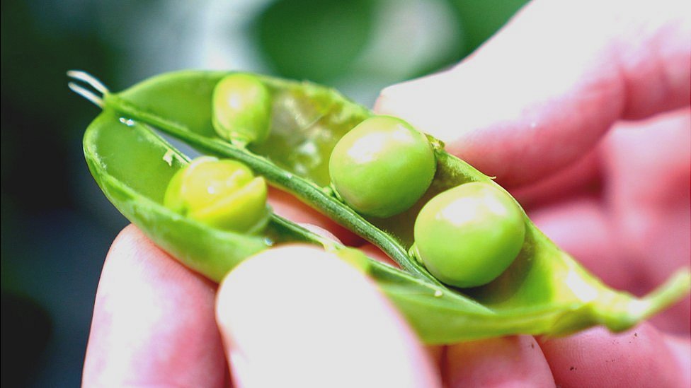 Por qué un arveja sin sabor a arveja se plantea como la nueva revolución en comida sostenible