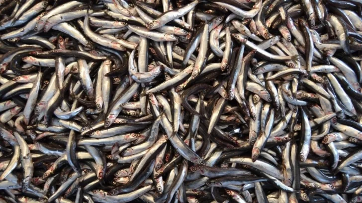Perú teme por sus anchoas ante la amenaza de El Niño