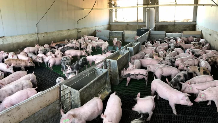 Sancionan una granja de cerdos por verter aguas residuales al río Licey