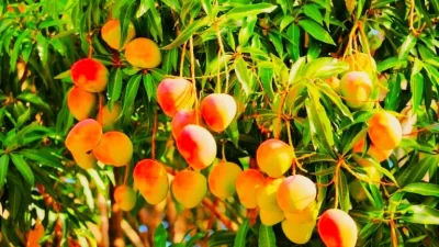 El mango dominicano llega a Costa Rica