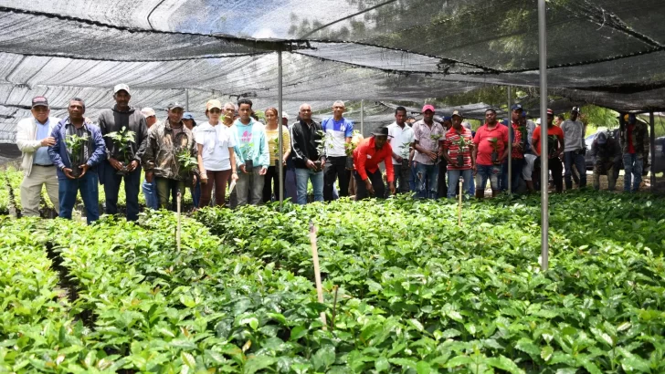 Indocafe distribuye 2 millones de plantas de café en zonas productivas
