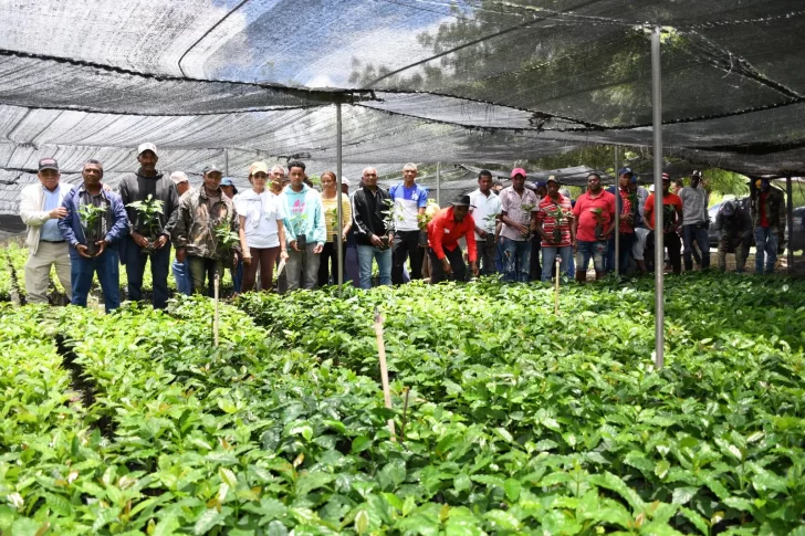 Indocafe distribuye 2 millones de plantas de café en zonas productivas