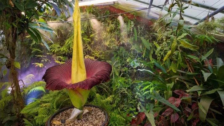 Florece en Francia la flor más grande del mundo, que huele a 'cadáver'