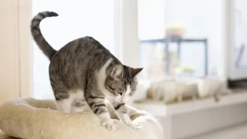 Por qué los gatos 