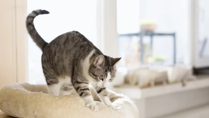 Por qué los gatos 